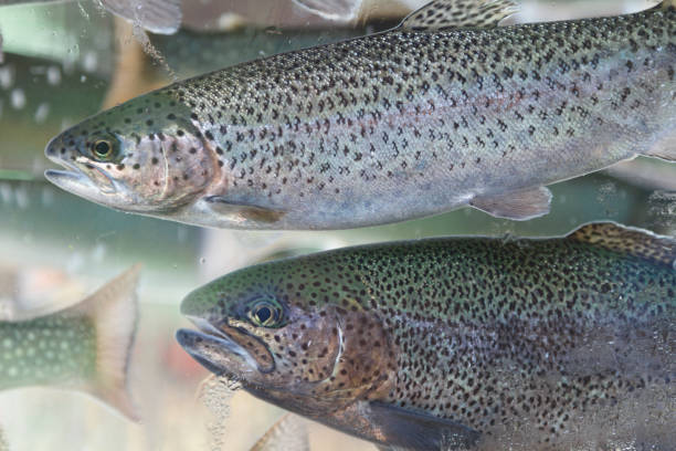 istock Trout, salmon- red fish behind glass aquarium. 1254392351