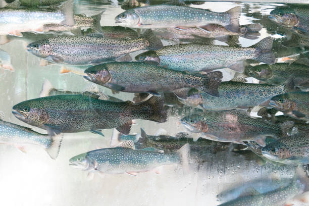 Trout, salmon- red fish behind glass aquarium.