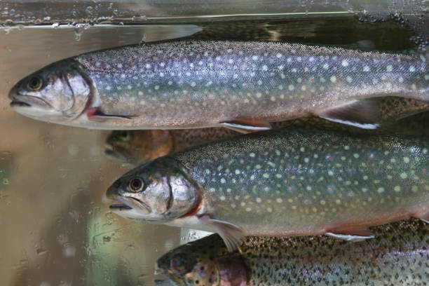 istock Trout, salmon- red fish behind glass aquarium. 1254392516