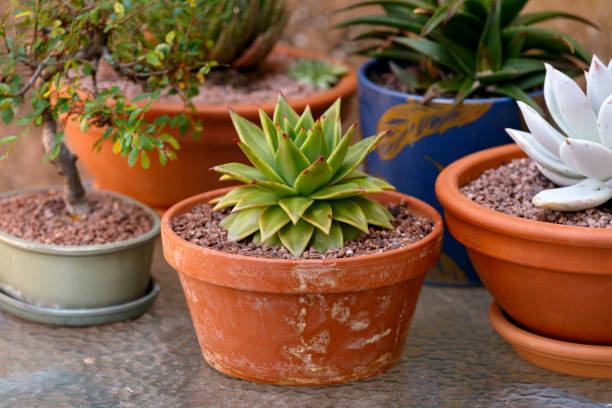 succulent plant Echeveria agavoides Red Edge, the Molded wax agave in terracotta pot succulent plant Echeveria agavoides Red Edge, the Molded wax agave in terracotta pot. echeveria stock pictures, royalty-free photos & images