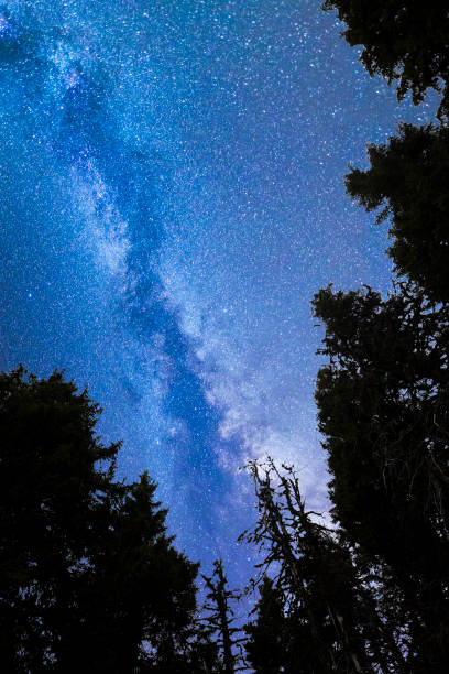 istock Blue Milky way falling stars pine trees silhouette 1254393822