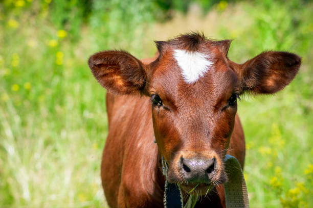 istock Head of a young cow, close-up. 1254395894