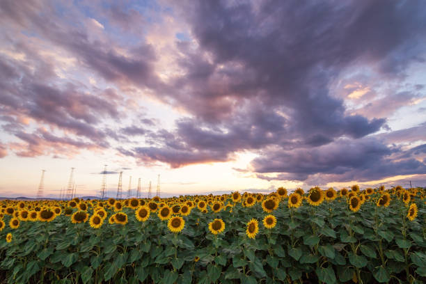 istock Sunflower field at sunset. 1254396796