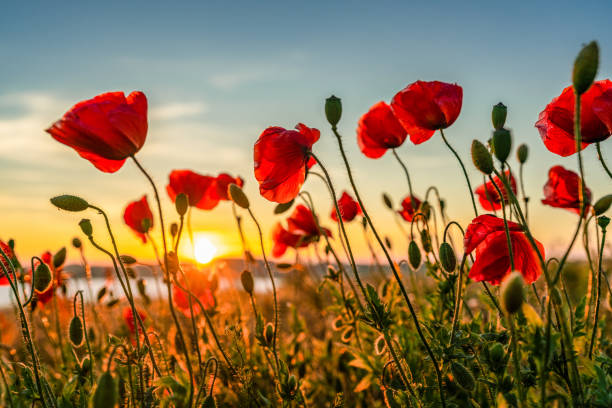 Red poppies with the sun setting behind
