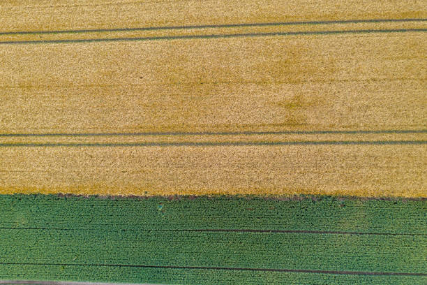 istock drone photograph from a grain field shows parallel tractor tracks that form a pattern 1254397096