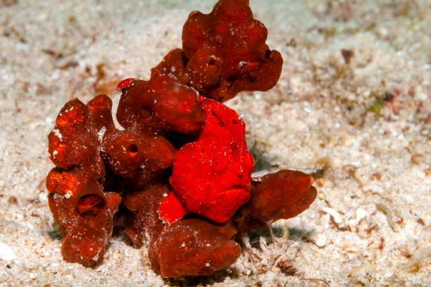 Time is enough A small, red frogfish has made itself comfortable in a sponge red frog fish stock pictures, royalty-free photos & images