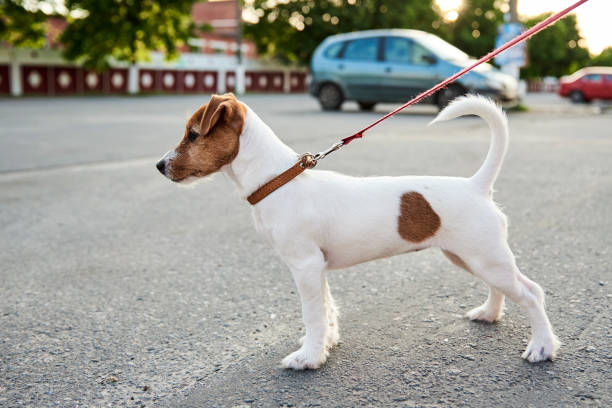 istock Owner walking jack russell terrier dog outside 1254398321