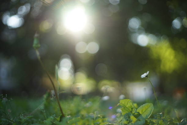 istock A close-up of a daisy back lit by the sun. 1254398534