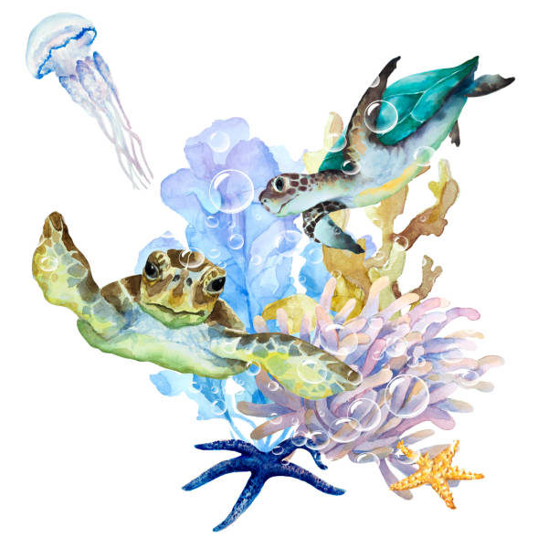 illustrations, cliparts, dessins animés et icônes de tortues de mer, méduses avec de longs tentacules, algues, corail, anémone et étoiles de mer sur fond blanc, dessin à l’aquarelle. - jellyfish sea green underwater