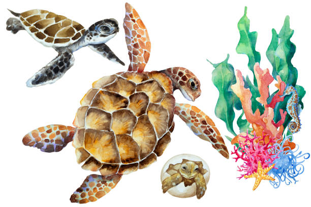istock Sea turtle, cub, small newborn in an egg and coral reef fragment on a white background, hand drawn watercolor. 1254398786
