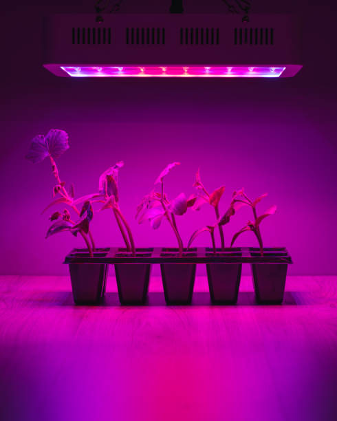 istock cucumber sprouts under led light grow lamp 1254399924