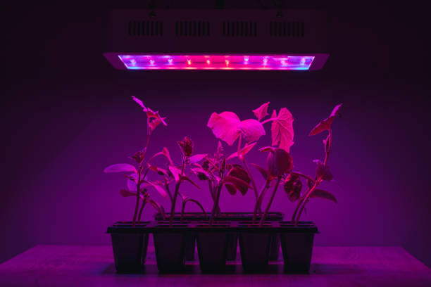 istock cucumber sprouts under led light grow lamp 1254400073