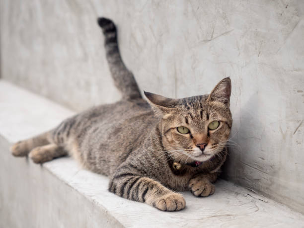 istock Gray cat laying down on concrete wall. close up short hair cat. 1254400517