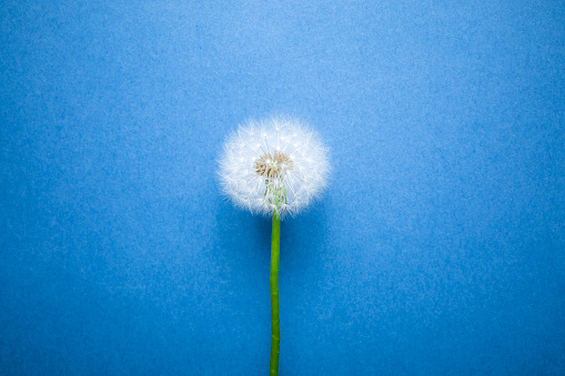dandelion flower on blue background, close-up view