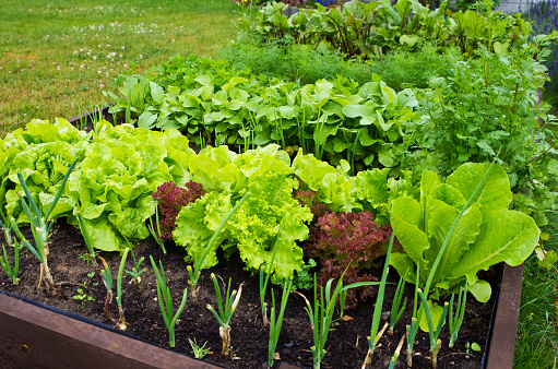 Wooden vegetable bed box with soil in the home garden. Ecology and homegrowing concept.