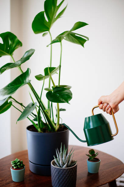 istock Woman watering flower 1254402623