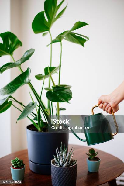 Woman Watering Flower Stock Photo - Download Image Now - Monstera, Cheese Plant, Watering