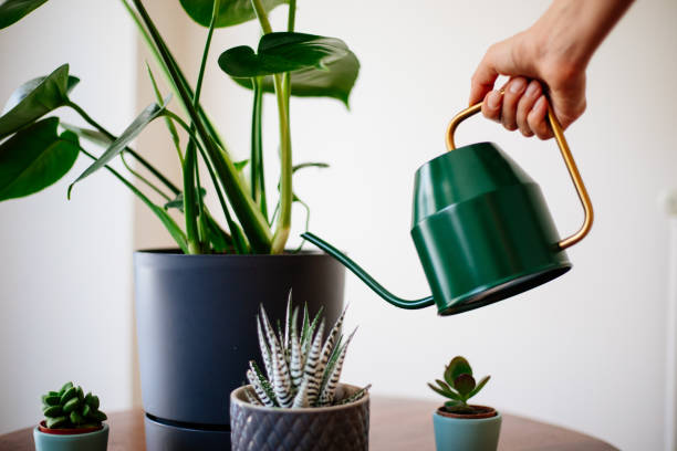 istock Woman watering flower 1254402680