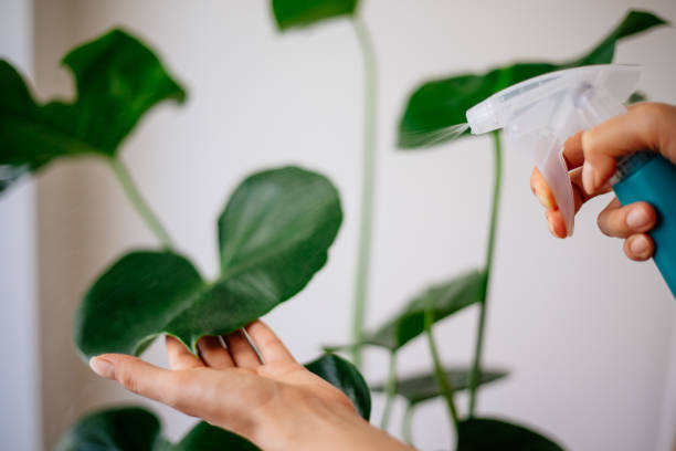 istock Woman spraying water on the plant 1254403364
