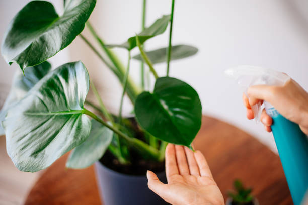istock Woman spraying water on the plant 1254403401