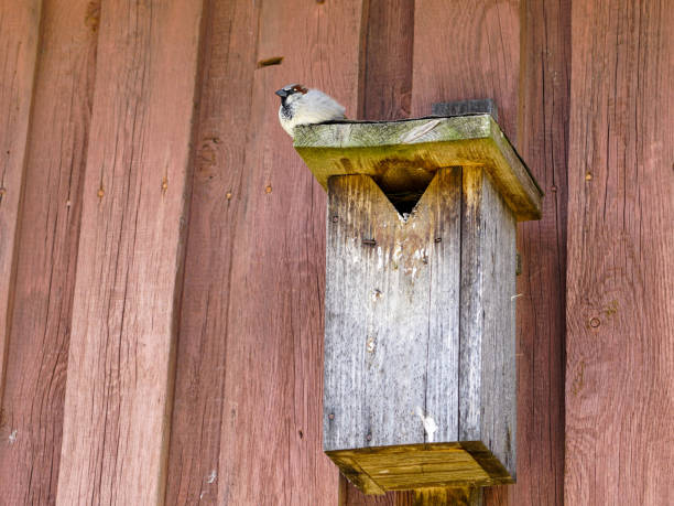 a wooden birdhouse on the wall with a sparrow on the roof a wooden birdhouse on the wall with a thick sparrow on the roof thick chicks stock pictures, royalty-free photos & images
