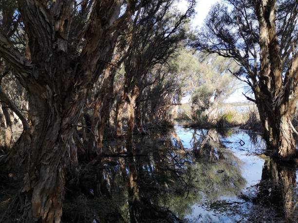 istock Swamp with paperbark trees by a lake 1254403604