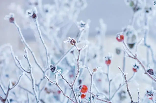 Branches of wild rose hips with red berries covered with hoarfrost in the winter garden. Shallow depth of field