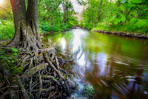River in sweden floats trough a jungle alike enviroment