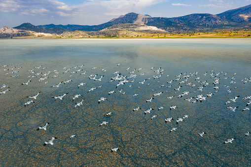 Pied Avocets flying on lake. Taken via drone. Yarisli Lake in Burdur, Turkey.