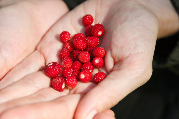 istock Crossed palms of human hands with wild strawberries. 1254407799