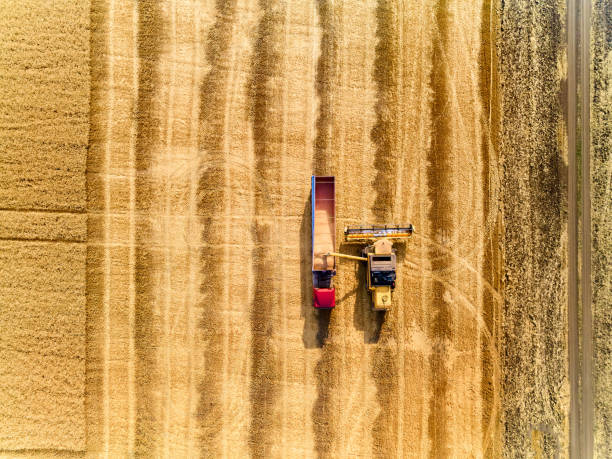 istock Aerial drone view from above: overloading grain from combine harvesters into grain truck in field. Harvester unloder pouring wheat into box body. Farmers at work. Agriculture harvesting season 1254407866