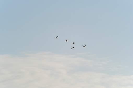 A group of birds are flying over the blue sky.