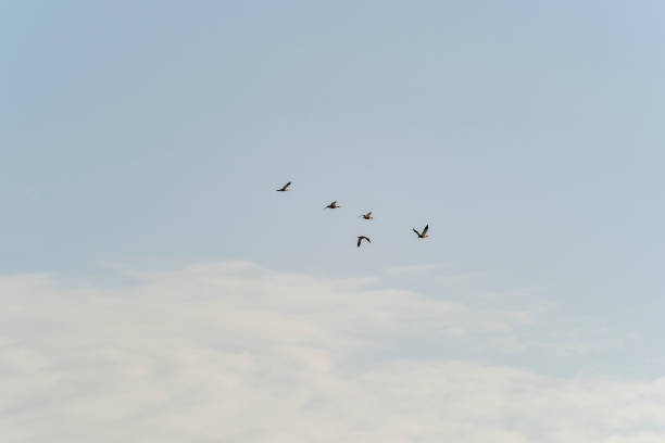 Birds flying over the sky A group of birds are flying over the blue sky. birds flying in sky stock pictures, royalty-free photos & images