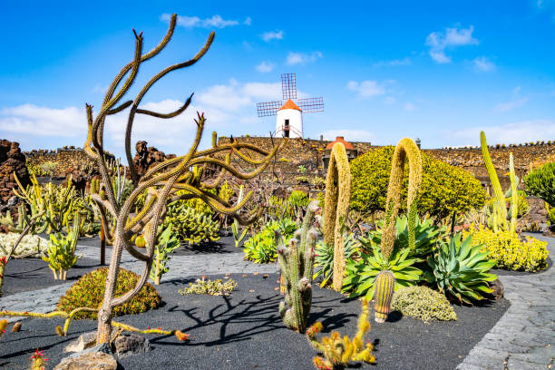 concepto de viaje. increíble vista del jardín de cactus tropical (jardin de cactus) en el pueblo de guatiza. ubicación: lanzarote, islas canarias, españa. imagen artística. mundo de belleza. - ornamental garden plant tropical climate desert fotografías e imágenes de stock