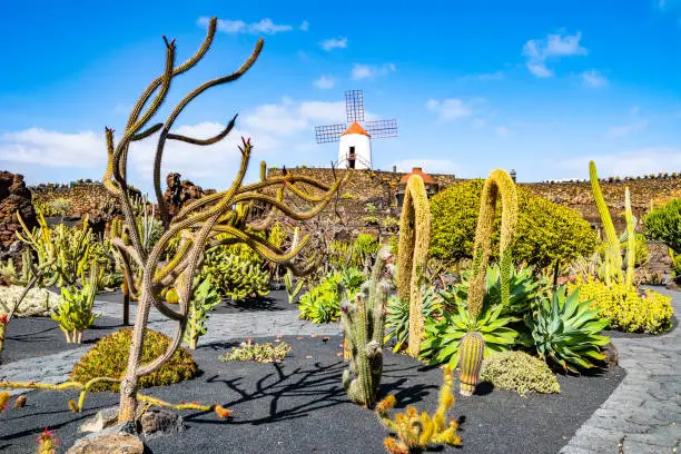 Travel concept. Amazing view of tropical cactus garden (Jardin de Cactus) in Guatiza village. Location: Lanzarote, Canary Islands, Spain. Artistic picture. Beauty world.