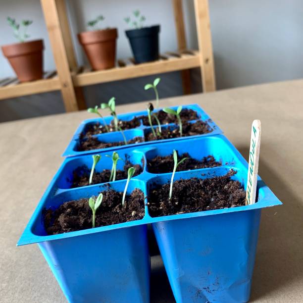istock Calendula Seedlings Growing Indoors 1254410084
