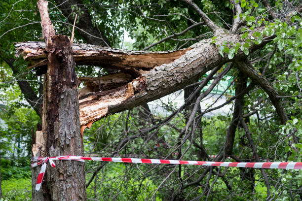istock A tree broken and felled by a strong wind. Consequences of a hurricane or storm 1254411400
