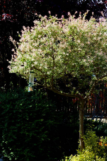 istock variegated willow on a sunny day on a dark background in the garden 1254411539