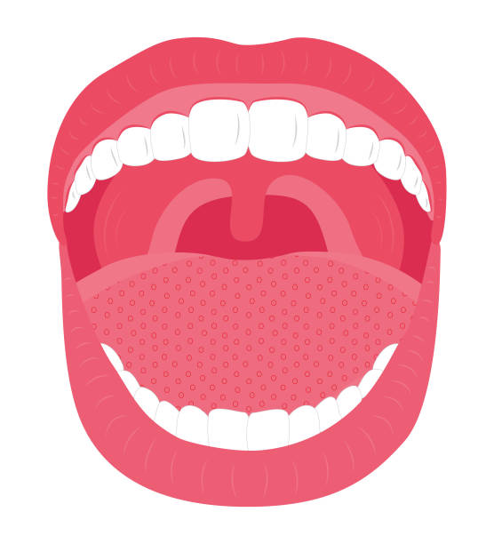 Teeth Mold Stock Photo - Download Image Now - Anatomy, Bent, Biting - iStock
