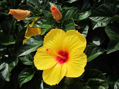 The vibrant yellow hibiscus flower is very beautiful and gorgeous. It is a tropical flower. It has very smooth, charming, vibrant, and large petals. The pollen of the flower is in yellow colour. A stem that protrudes outside from the centre of the flower holds the pollen. It is a classic flower and is widely used in worshipping God. The side view of the blossom and the protruding pollen are gorgeous. The green leafy background highlights the vibrant colour of the blooming flower.