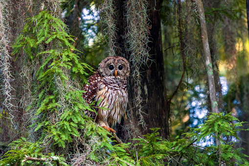 Barred Owls (Strix varia) have been a part of the natural scene for many, many thousands of years and can be found from Maine to Florida. They have a distinctive rich baritone \