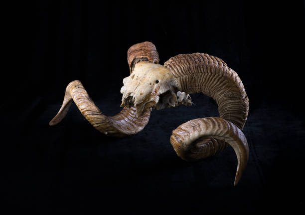 istock goat horns and skull isolated on black background 1254418221