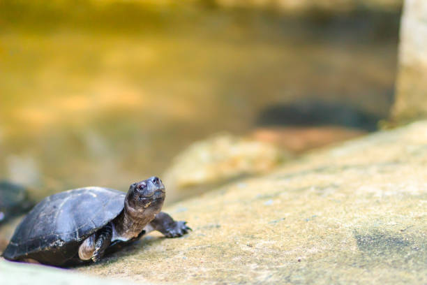 istock Cute black marsh turtle (Siebenrockiella crassicollis) also known as black marsh turtle, smiling terrapin, and Siamese temple turtle is a freshwater turtle endemic to Southeast Asia. 1254418322