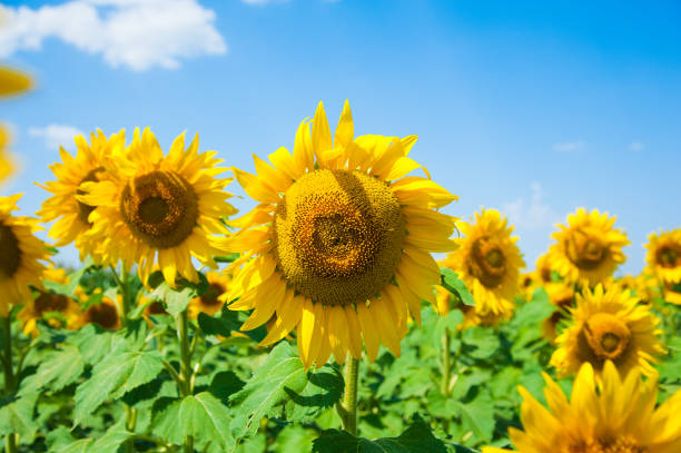 istock Sunflower field. Summer landscape 1254418348