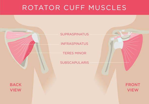 ilustraciones, imágenes clip art, dibujos animados e iconos de stock de músculos del manguito rotador - rotator cuff