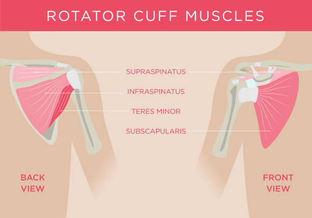 мышцы вращающей манжеты - rotator cuff stock illustrations