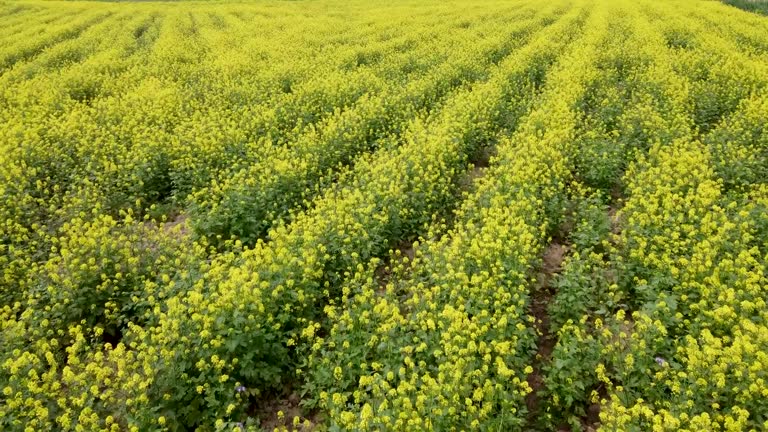 Blonde Woman in pink dress inside a blooming rape field