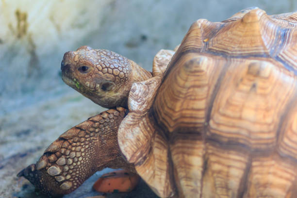 la graziosa tartaruga spronata africana (centrochelys sulcata), chiamata anche tartaruga sulcata, è una specie di tartaruga, che abita il bordo meridionale del deserto del sahara, in africa. - desert tortoise foto e immagini stock