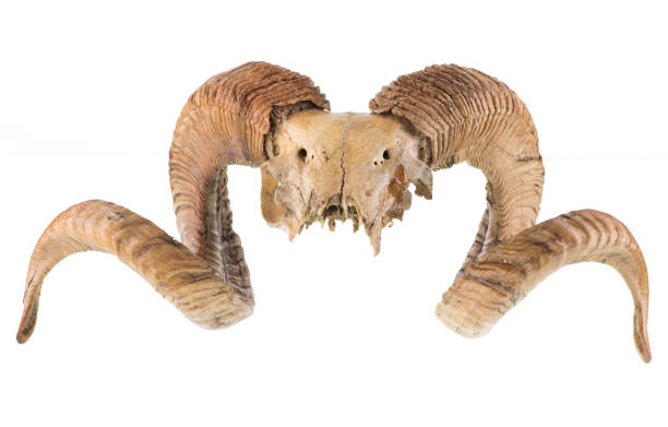 баран рога и череп изолированы на белом фоне - animal skull animal bone anatomy animal стоковые фото и изображения