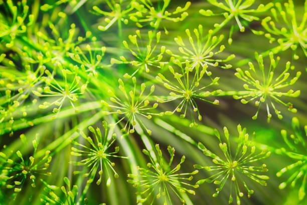 istock dill flowers grow on a green stem 1254420523